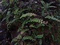 TheÃÂ maidenhair spleenwort (Asplenium trichomanes) fern